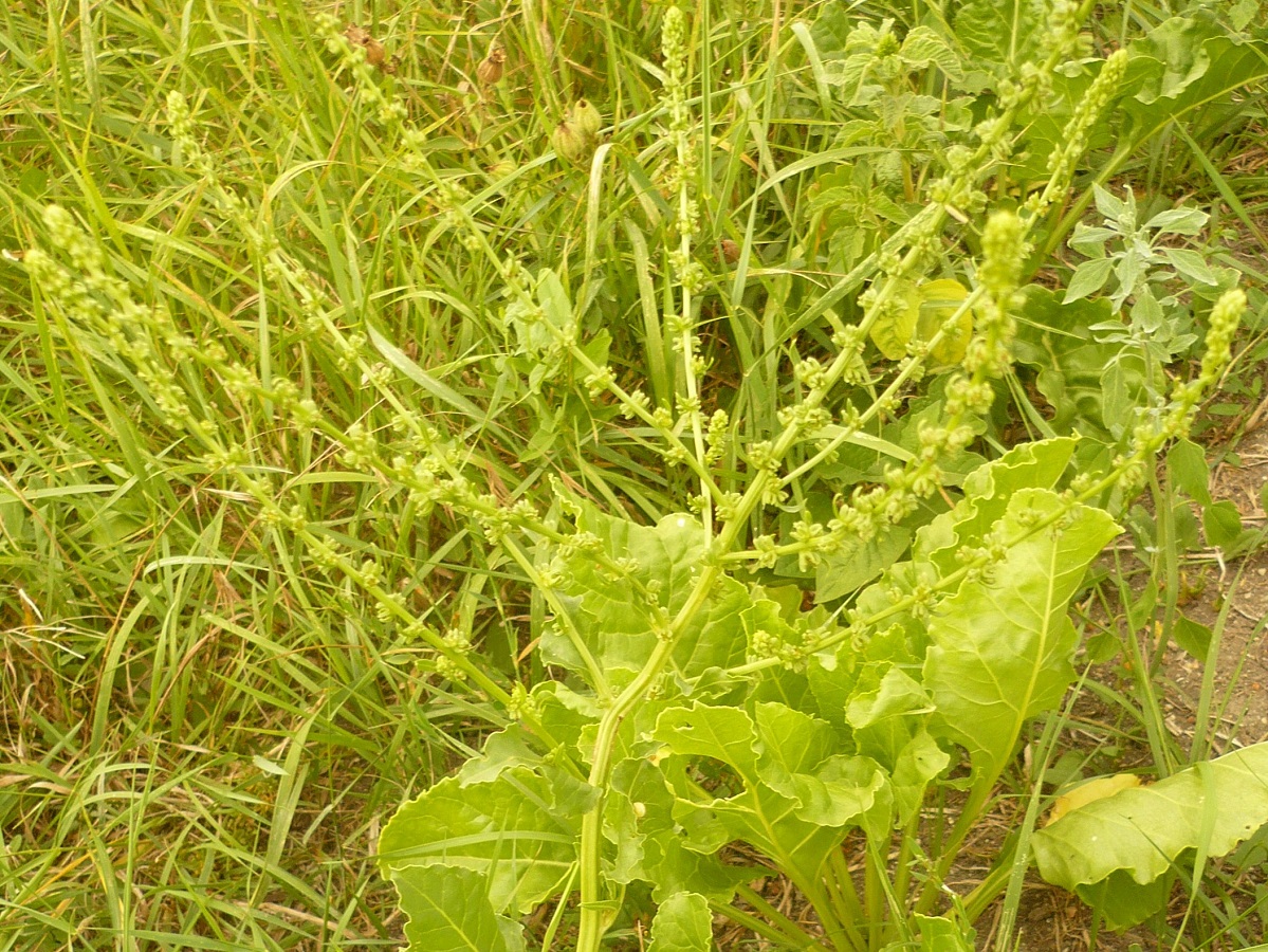 Beta vulgaris subsp. vulgaris var. altissima (Amaranthaceae)